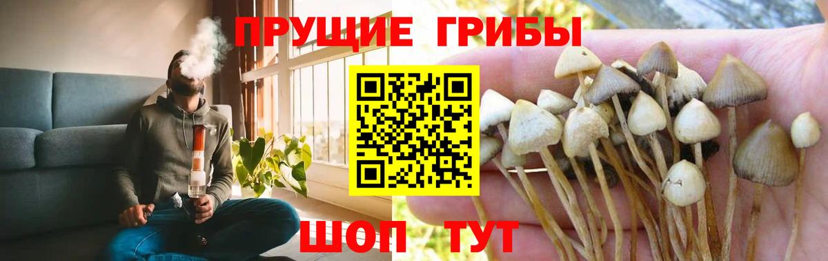 Галлюциногенные грибы Psilocybe Красноярск